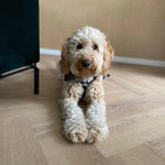 Belakos Palazzo Visgraat XL 71 | Rigid Click PVC