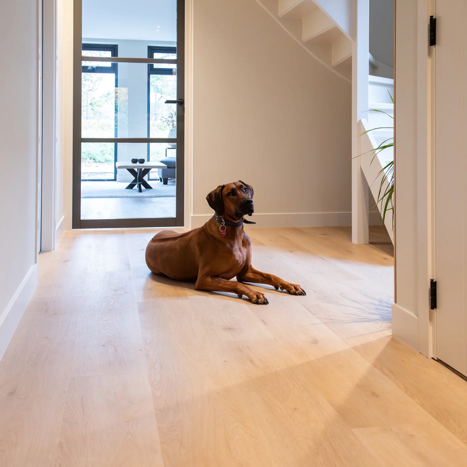 Belakos Attico 870 Plank | Dryback Lijm PVC